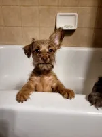 Tiny Boy 2, a male Chihuahua and Yorkshire Terrier for sale in Dacula, GA – 1 of 4