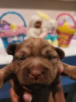 Tiny Boy 2, a male Chihuahua and Yorkshire Terrier for sale in Dacula, GA – 5 of 5