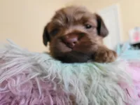 Tiny Boy 2, a male Chihuahua and Yorkshire Terrier for sale in Dacula, GA – 3 of 5