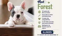 Forest, a male French Bulldog for sale in Peoria, IL – 1 of 1