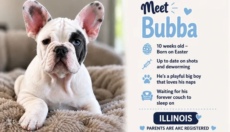 Bubba – French Bulldog puppy for sale in Peoria, IL