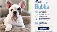 Bubba, a male French Bulldog for sale in Peoria, IL – 1 of 1