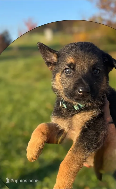 Light Blue Collar 9-20-26 – German Shepherd Dog puppy for sale in Belleville, MI