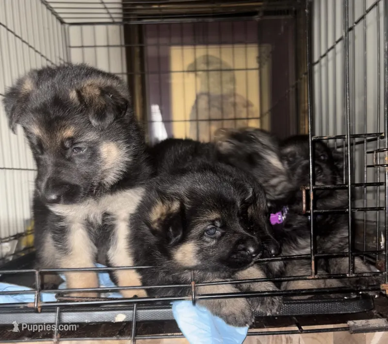 Light Pink Collar Female