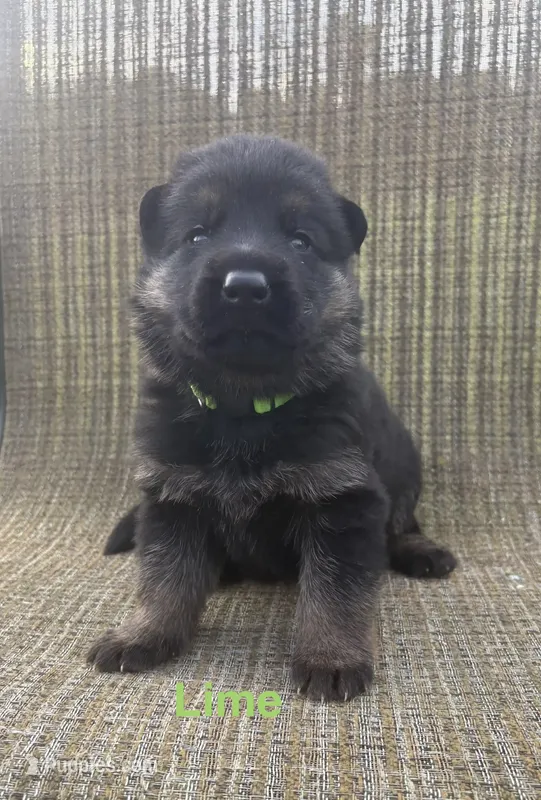 Lime Collar 9-20-26 – German Shepherd Dog puppy for sale in Belleville, MI
