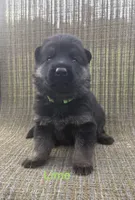 Lime Collar 9-20-26, a male German Shepherd Dog for sale in Belleville, MI – 1 of 1