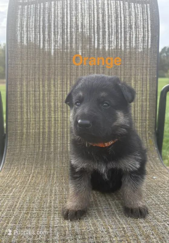Orange Collar 9-15-26 – German Shepherd Dog puppy for sale in Belleville, MI