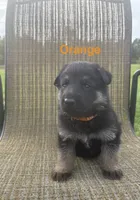 Orange Collar 9-15-26, a male German Shepherd Dog for sale in Belleville, MI – 1 of 1