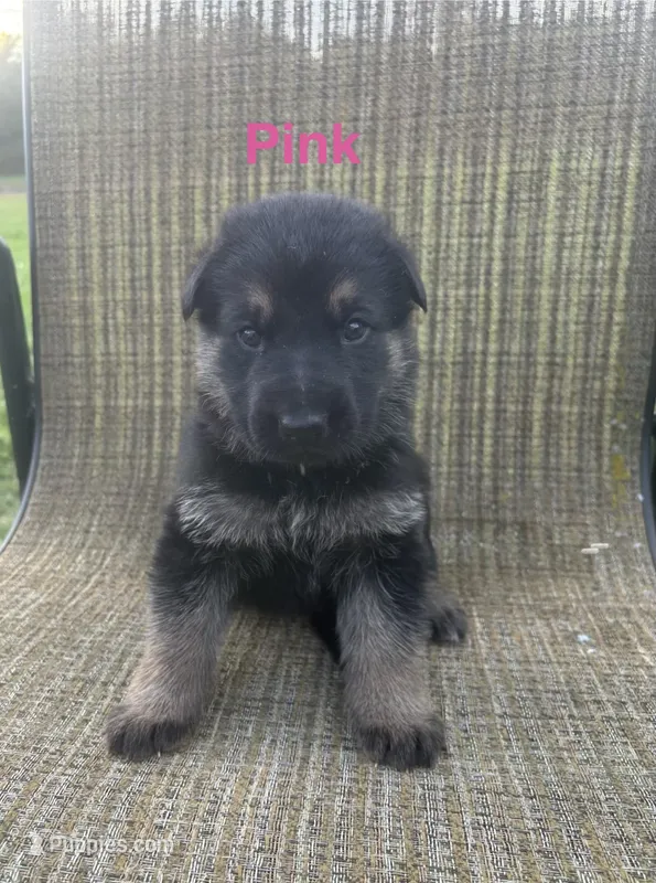 Pink Collar 9-15-26 – German Shepherd Dog puppy for sale in Belleville, MI