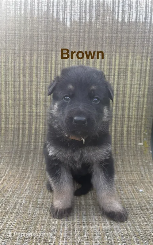 Brown Collar 9-15-26 – German Shepherd Dog puppy for sale in Belleville, MI