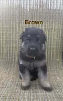Brown Collar 9-15-26, a male German Shepherd Dog for sale in Belleville, MI – 1 of 1