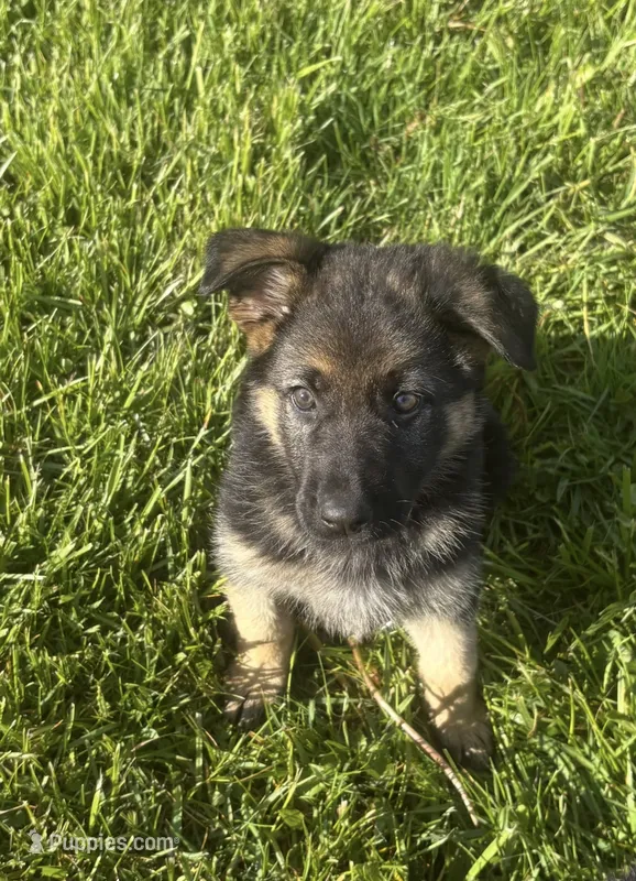 Purple Collar Female – German Shepherd Dog puppy for sale in Belleville, MI