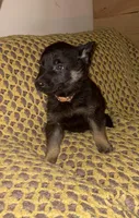 Brown Collar 12-30, a male German Shepherd Dog for sale in Belleville, MI – Photo 2 of 3