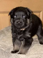 Brown Collar 12-30, a male German Shepherd Dog for sale in Belleville, MI – Photo 3 of 3