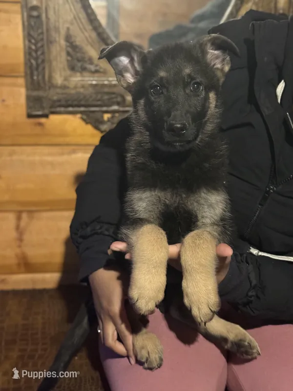 Light Pink Collar Female