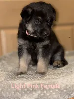 Light Pink Collar Female, a female German Shepherd Dog for sale in Belleville, MI – Photo 2 of 4