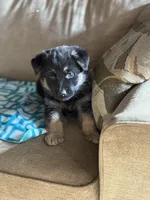 Light Pink Collar Female, a female German Shepherd Dog for sale in Belleville, MI – Photo 3 of 4