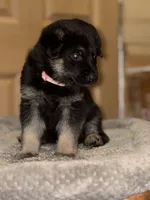 Light Pink Collar Female, a female German Shepherd Dog for sale in Belleville, MI – Photo 4 of 4