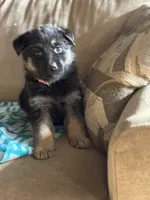 Light Pink Collar Female, a female German Shepherd Dog for sale in Belleville, MI – Photo 1 of 4