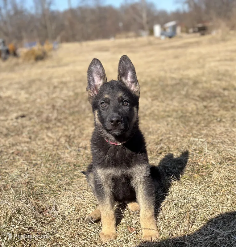 Light Pink Collar Female