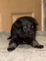 Orange Collar 12-30, a male German Shepherd Dog for sale in Belleville, MI – Photo 4 of 4