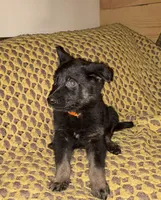 Orange Collar 12-30, a male German Shepherd Dog for sale in Belleville, MI – Photo 1 of 4