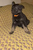 Orange Collar 12-30, a male German Shepherd Dog for sale in Belleville, MI – Photo 2 of 4