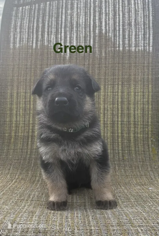 Green Collar 9-15-26 – German Shepherd Dog puppy for sale in Belleville, MI