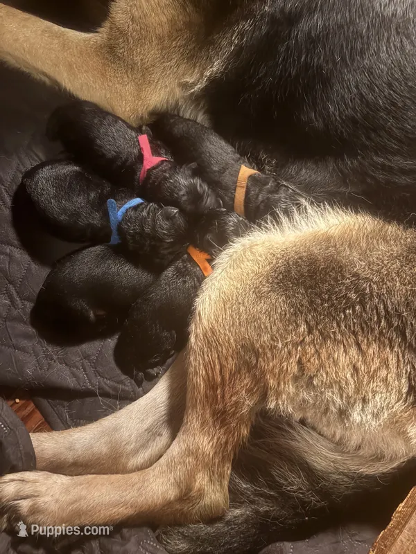 Blue Collar Male 9-15-26 – German Shepherd Dog puppy for sale in Belleville, MI