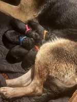 Blue Collar Male 9-15-26, a male German Shepherd Dog for sale in Belleville, MI – 1 of 1