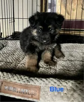 Blue Collar 2-9, a male German Shepherd Dog for sale in Belleville, MI – Photo 2 of 2