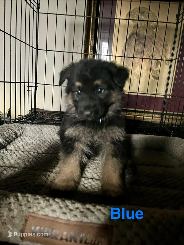 Blue Collar 2-9, a male German Shepherd Dog for sale in Belleville, MI – Photo 1 of 2