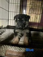 Blue Collar 2-9, a male German Shepherd Dog for sale in Belleville, MI – Photo 1 of 2
