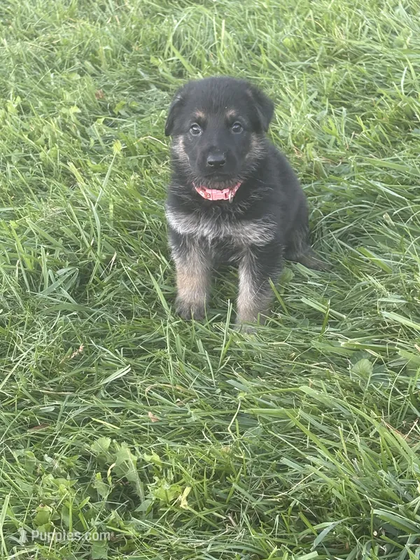 Pink Collar 9-15-26 – German Shepherd Dog puppy for sale in Belleville, MI
