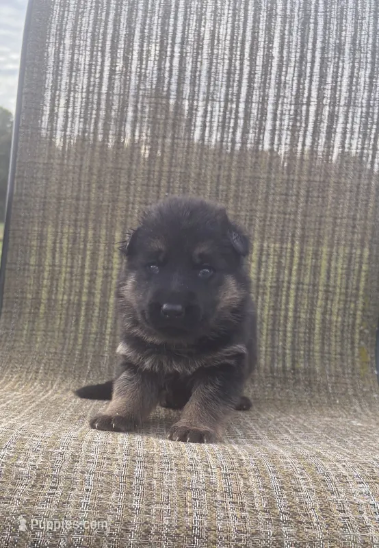 Beige Collar 9-20-26 – German Shepherd Dog puppy for sale in Belleville, MI