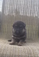Beige Collar 9-20-26, a male German Shepherd Dog for sale in Belleville, MI – 1 of 1