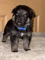 Blue Collar 12-30, a male German Shepherd Dog for sale in Belleville, MI – Photo 3 of 3