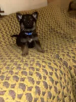 Blue Collar 12-30, a male German Shepherd Dog for sale in Belleville, MI – Photo 2 of 3