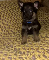 Blue Collar 12-30, a male German Shepherd Dog for sale in Belleville, MI – Photo 1 of 3