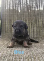 Light Blue Collar 9-20-26, a male German Shepherd Dog for sale in Belleville, MI – 1 of 1