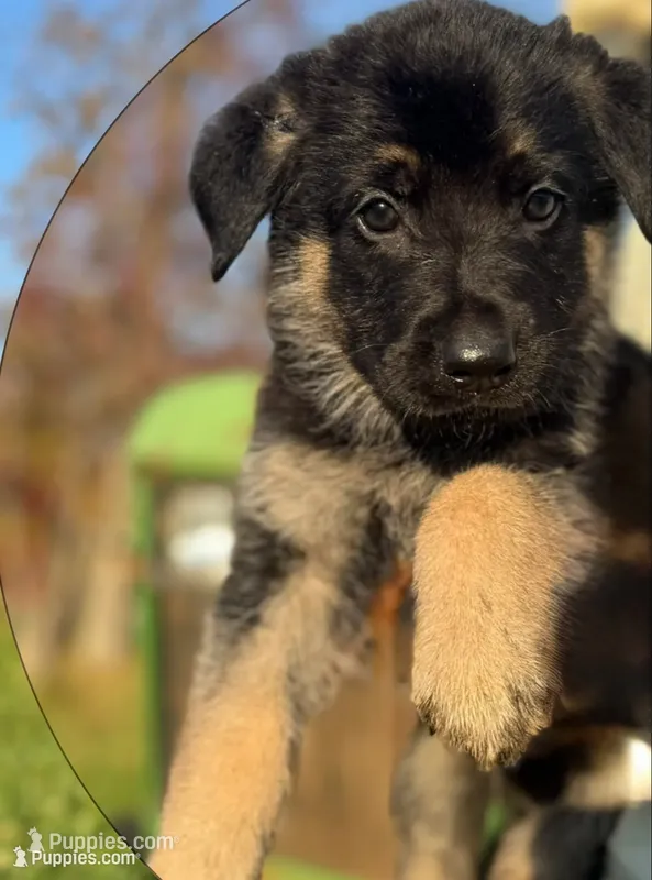 Brown Collar 9-15-26 – German Shepherd Dog puppy for sale in Belleville, MI