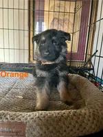 Orange Collar 2-9, a female German Shepherd Dog for sale in Belleville, MI – Photo 2 of 2
