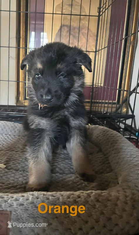 Orange Collar 2-9, a female German Shepherd Dog for sale in Belleville, MI – Photo 1 of 2