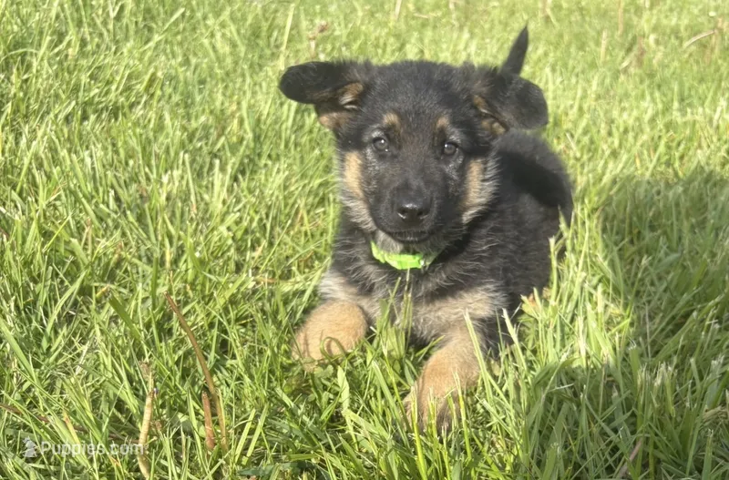 Lime Collar Female – German Shepherd Dog puppy for sale in Belleville, MI