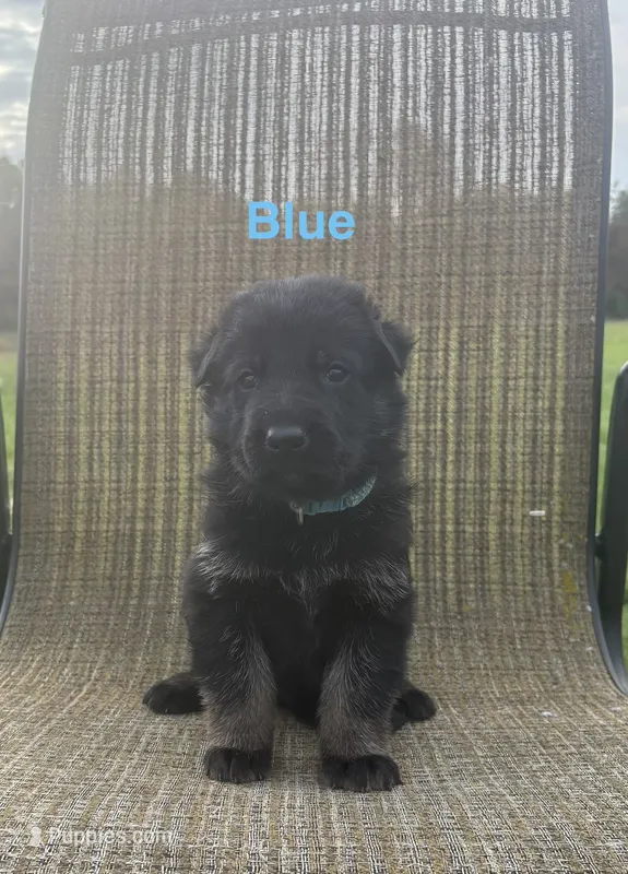 Blue Collar Male 9-15-26 – German Shepherd Dog puppy on hold in Belleville, MI