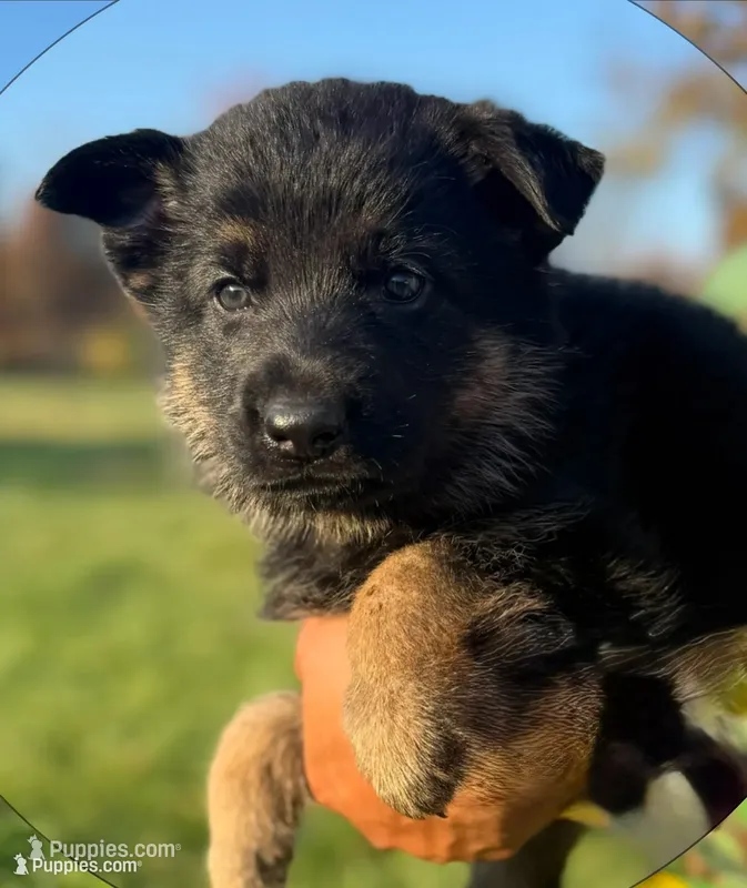 Lime Collar 9-20-26 – German Shepherd Dog puppy for sale in Belleville, MI