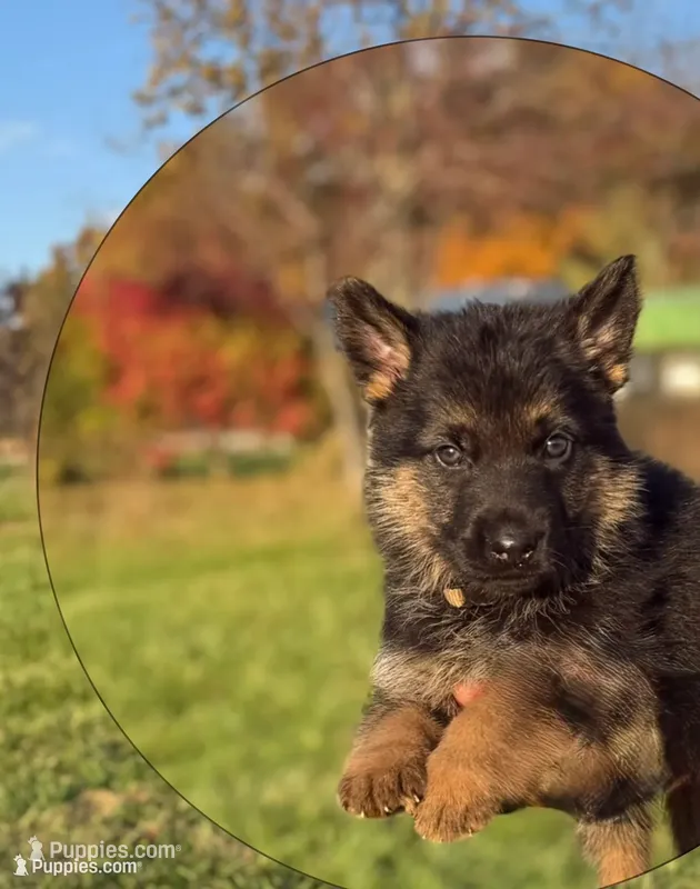 Beige Collar 9-20-26 – German Shepherd Dog puppy for sale in Belleville, MI