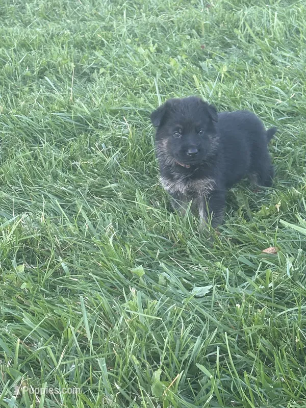 Brown Collar 9-20-26 – German Shepherd Dog puppy for sale in Belleville, MI