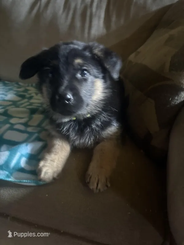 Lime Collar Female – German Shepherd Dog puppy for sale in Belleville, MI