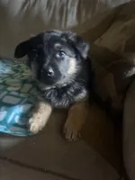 Lime Collar Female, a female German Shepherd Dog for sale in Belleville, MI – Photo 1 of 2
